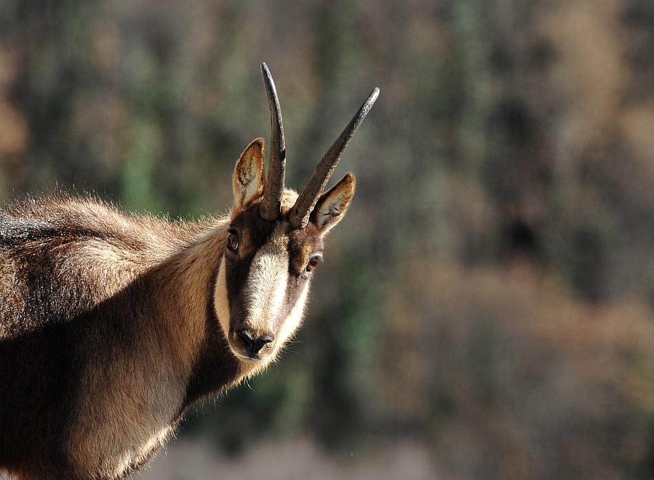 Camoscio d''Abruzzo Rupicapra pyrenaica ornata